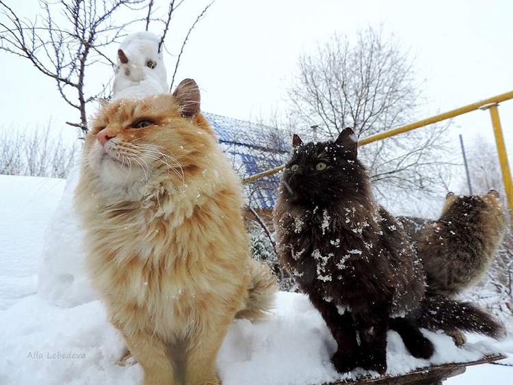 Siberian Cats Alla Lebedeva