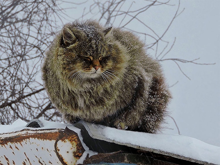 Siberian Cats Alla Lebedeva