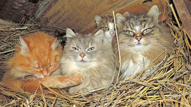 Siberian Cats Alla Lebedeva