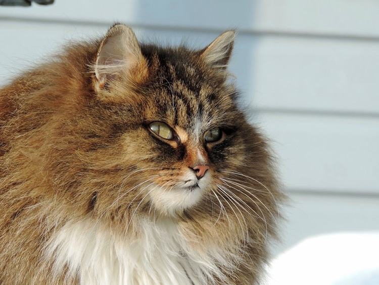 Siberian Cats Alla Lebedeva