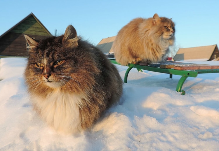 Siberian Cats Alla Lebedeva