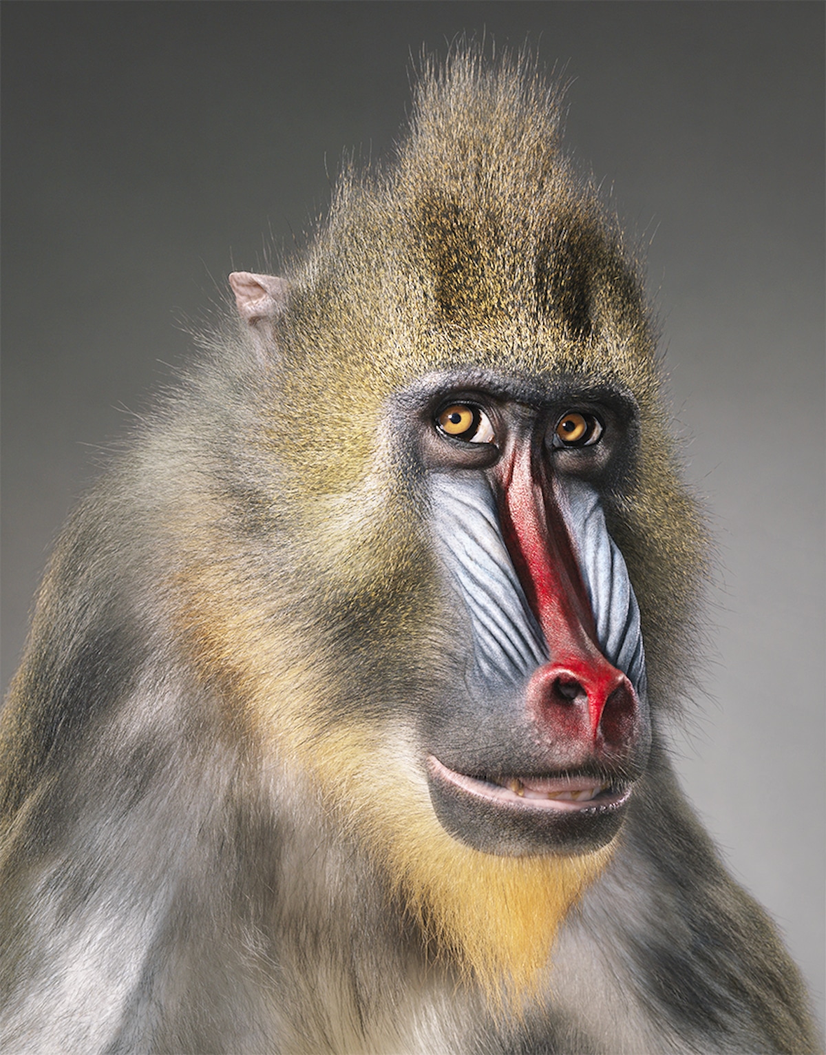 Endangered Animal Photos by Tim Flach