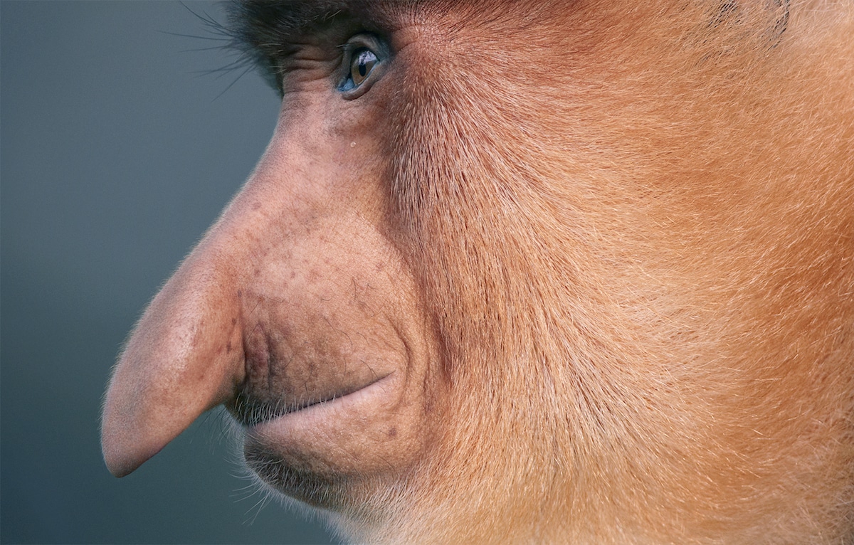 Endangered Animal Photos by Tim Flach