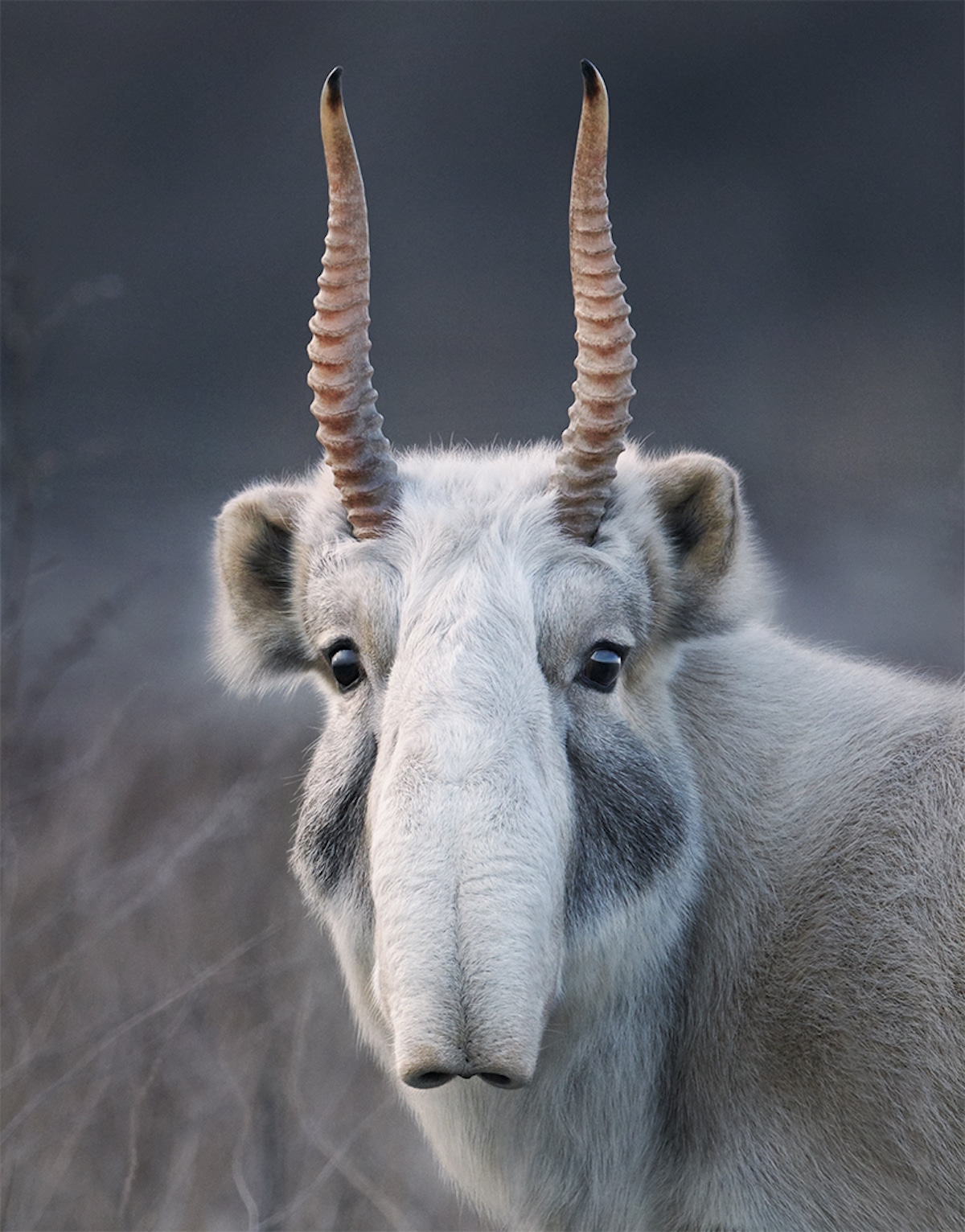 멸종 위기에 처한 동물 사진 by Tim Flach