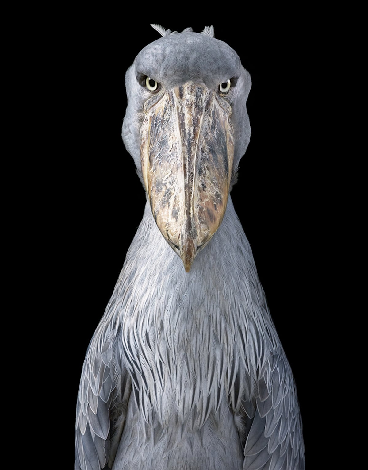 멸종 위기에 처한 동물 사진 by Tim Flach