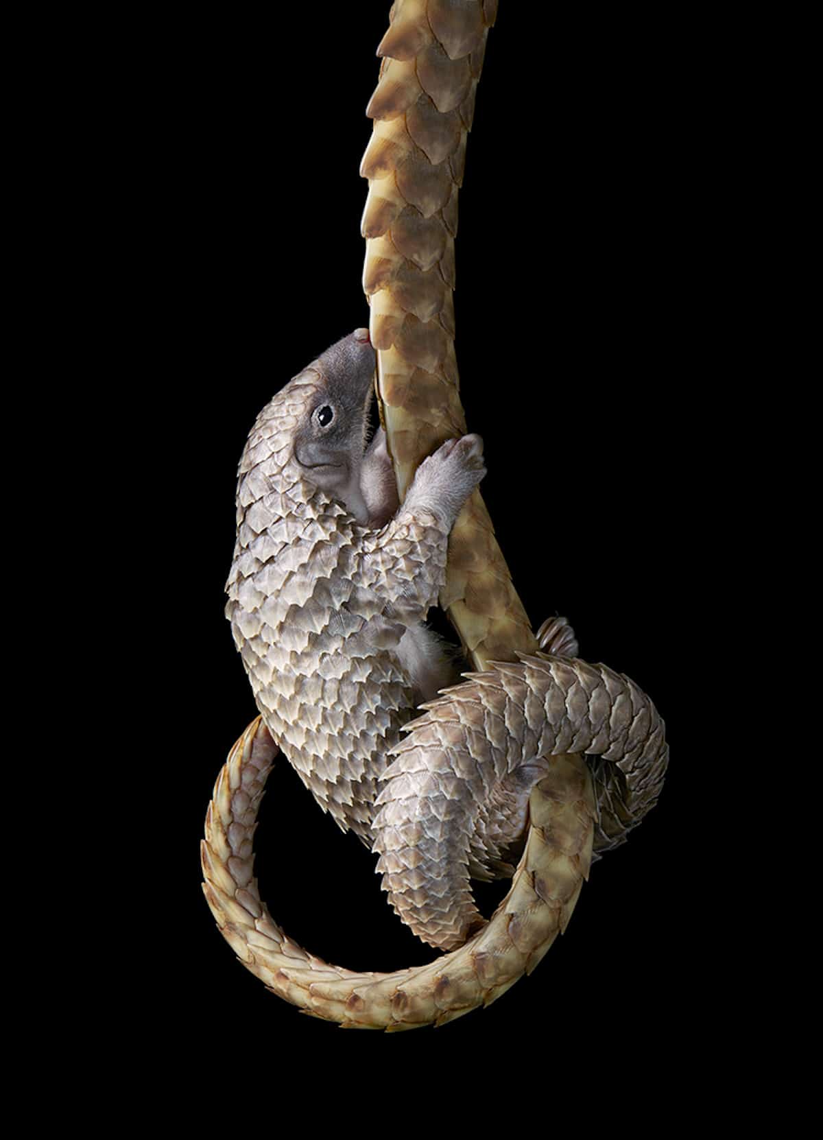 Endangered Animal Photos by Tim Flach