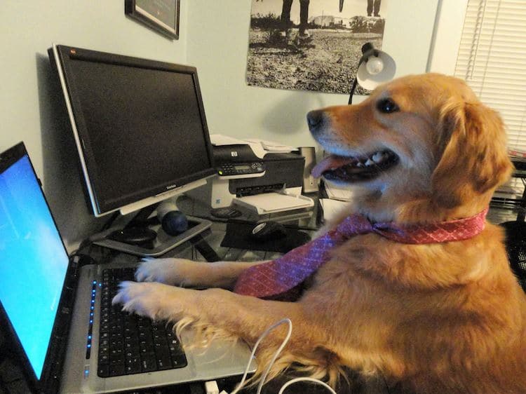 dog typing on computer