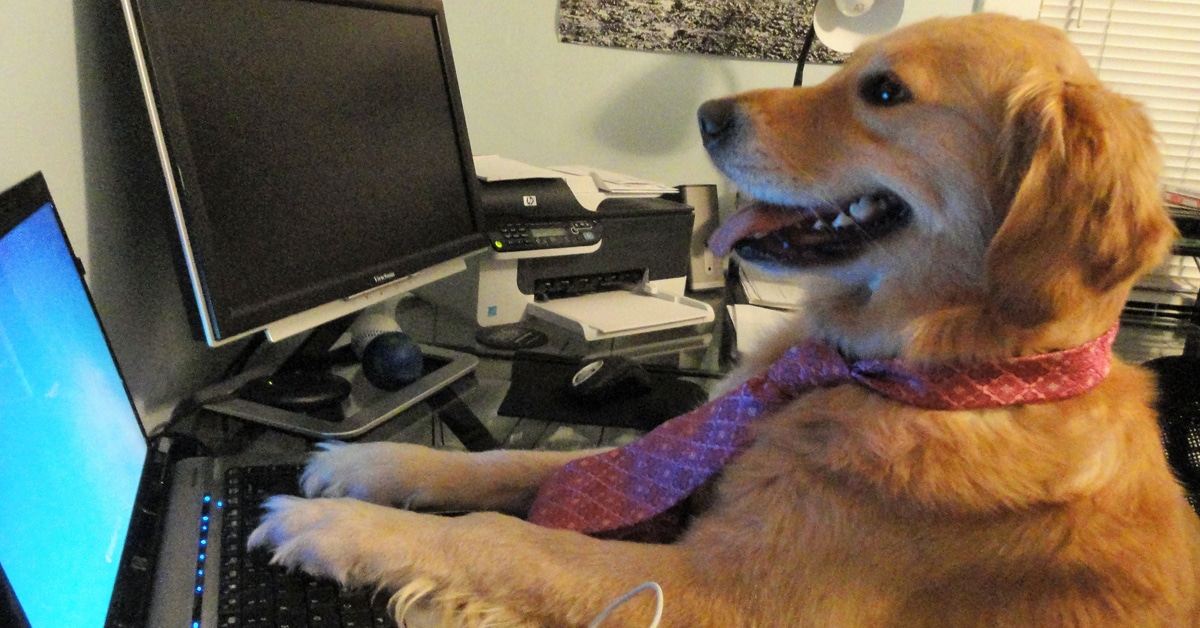 Dog Typing On Keyboard