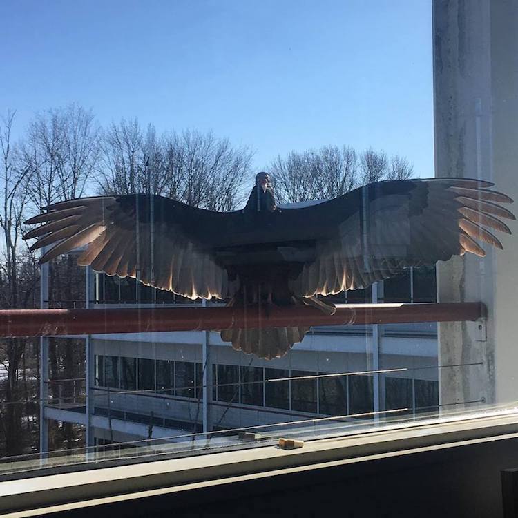 Bird Friends at the Office
