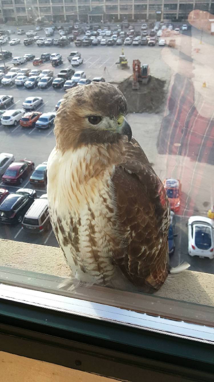 Bird Friends at the Office