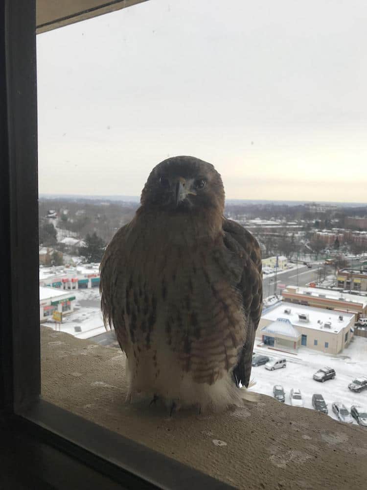 Photos of Friendly Birds