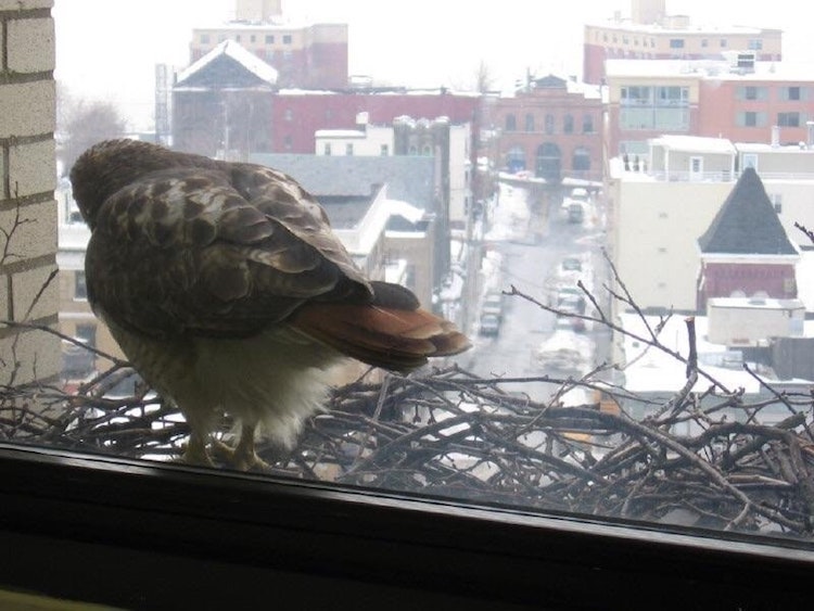 Photos of Friendly Birds