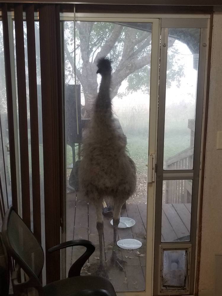 Photos of Friendly Birds