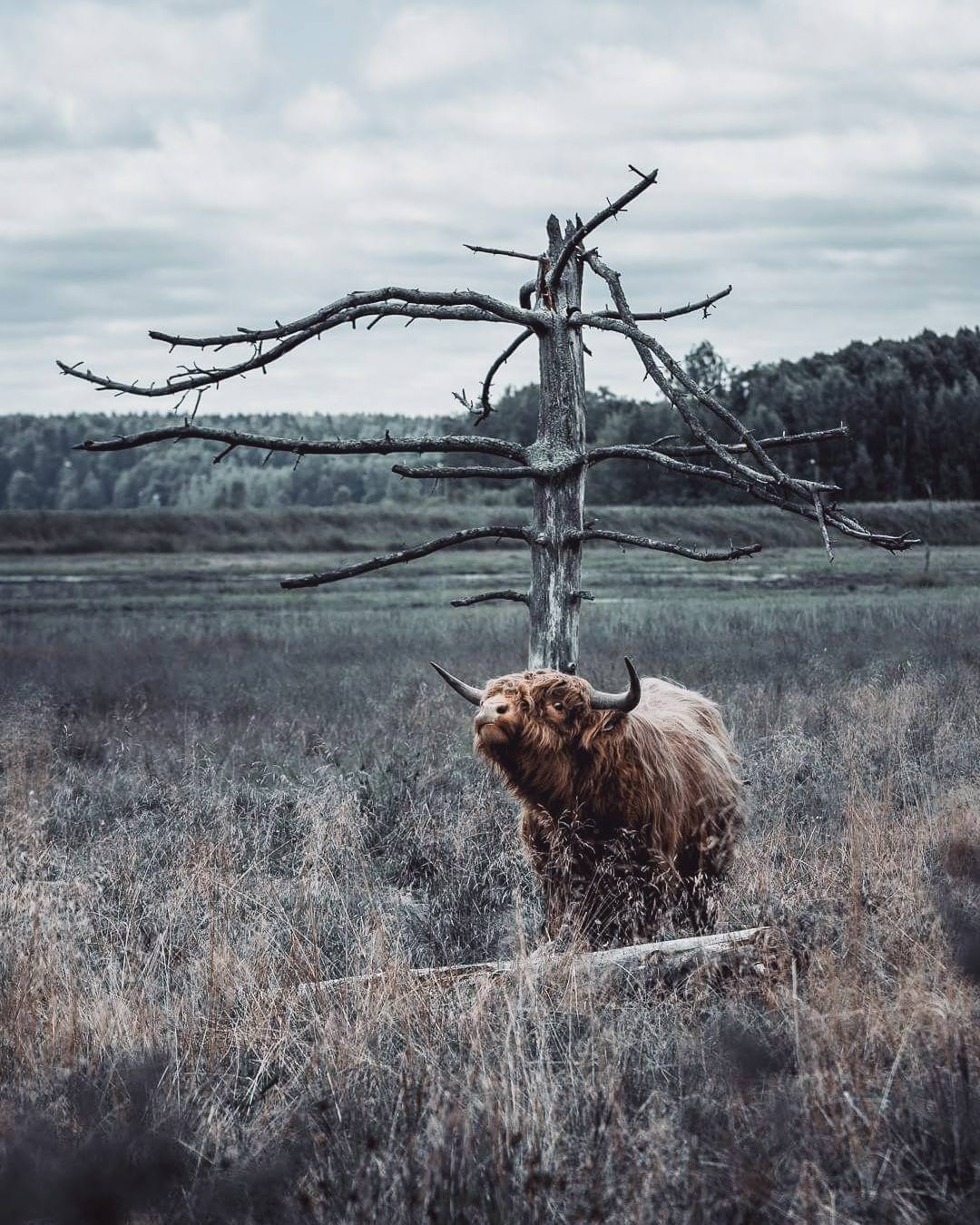 Photos of Forest Animals by Joachim Munter