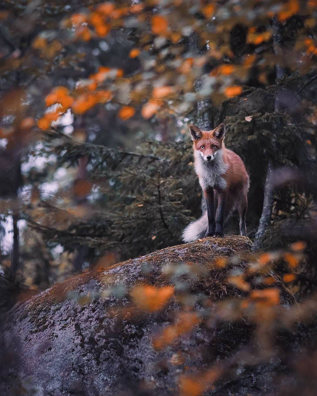 Photos of Forest Animals by Joachim Munter
