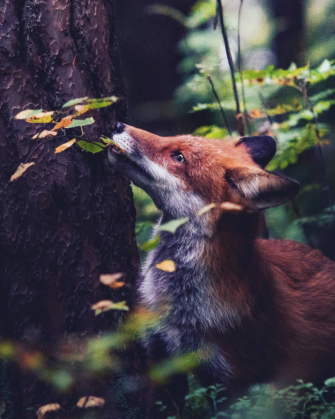 Photographer Captures Enchanting Photos of Finland’s Forest Animals in