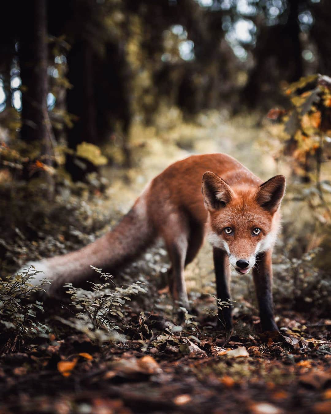 Photos of Forest Animals by Joachim Munter