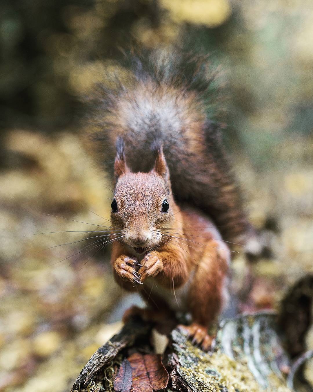 Photos of Forest Animals by Joachim Munter