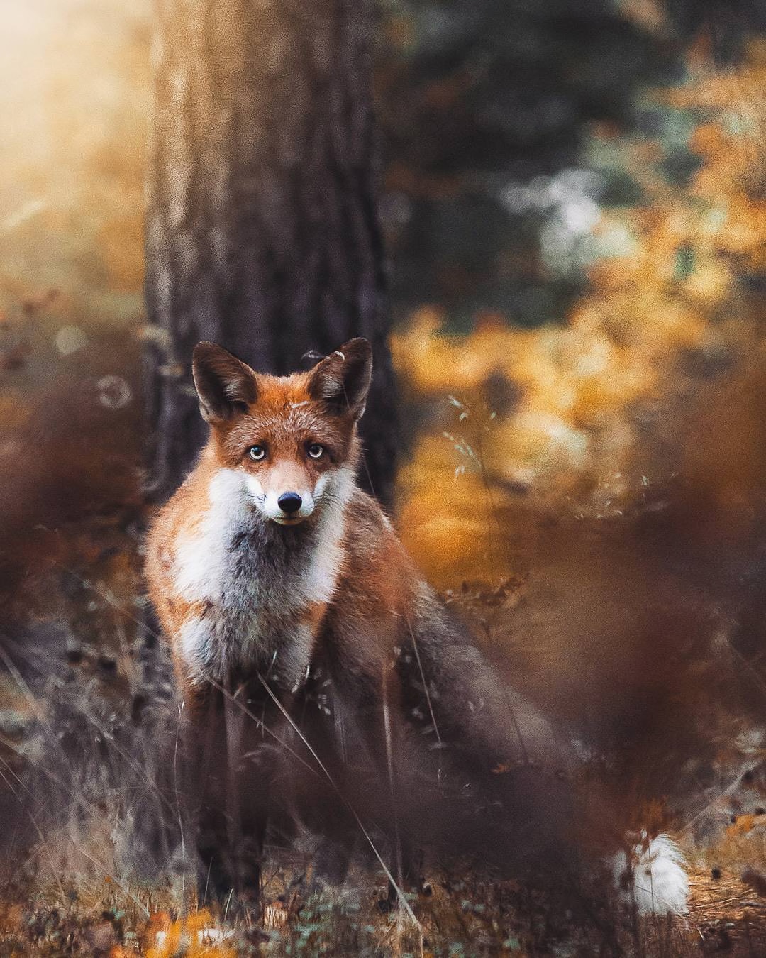 Photos of Forest Animals by Joachim Munter