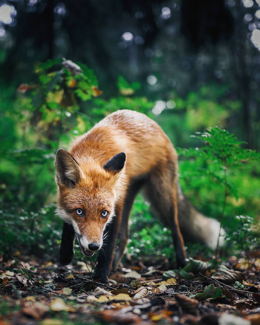 Photos of Forest Animals by Joachim Munter