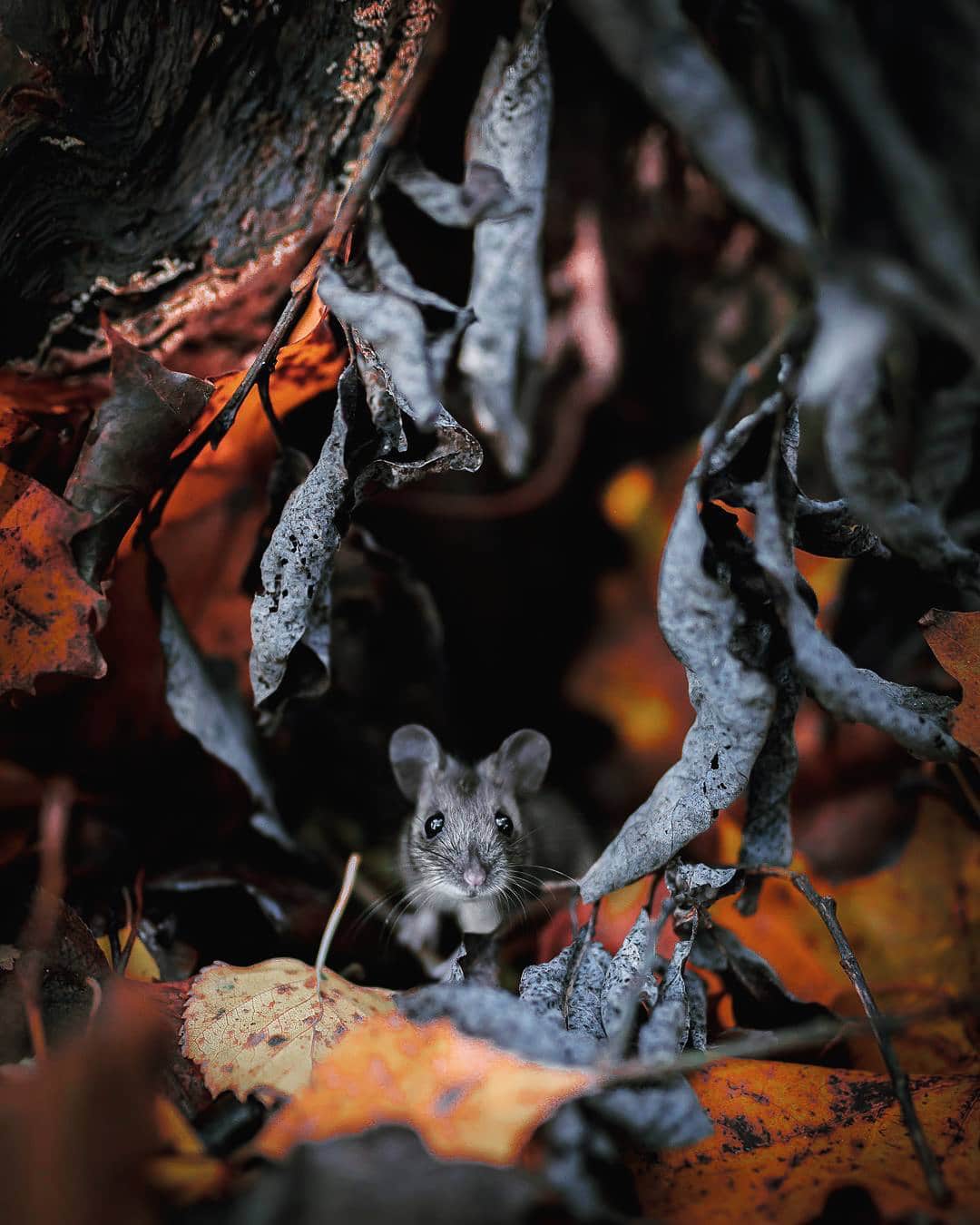 Photos of Forest Animals by Joachim Munter