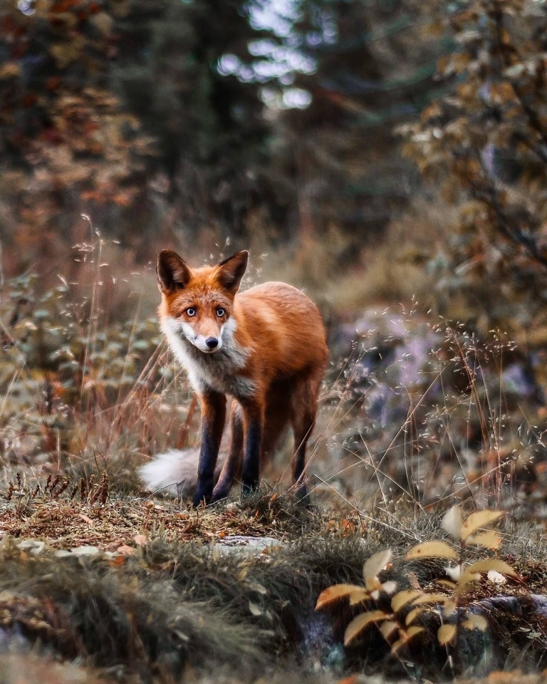 photos-capture-finland-s-fairytale-forest-animals-in-the-wild