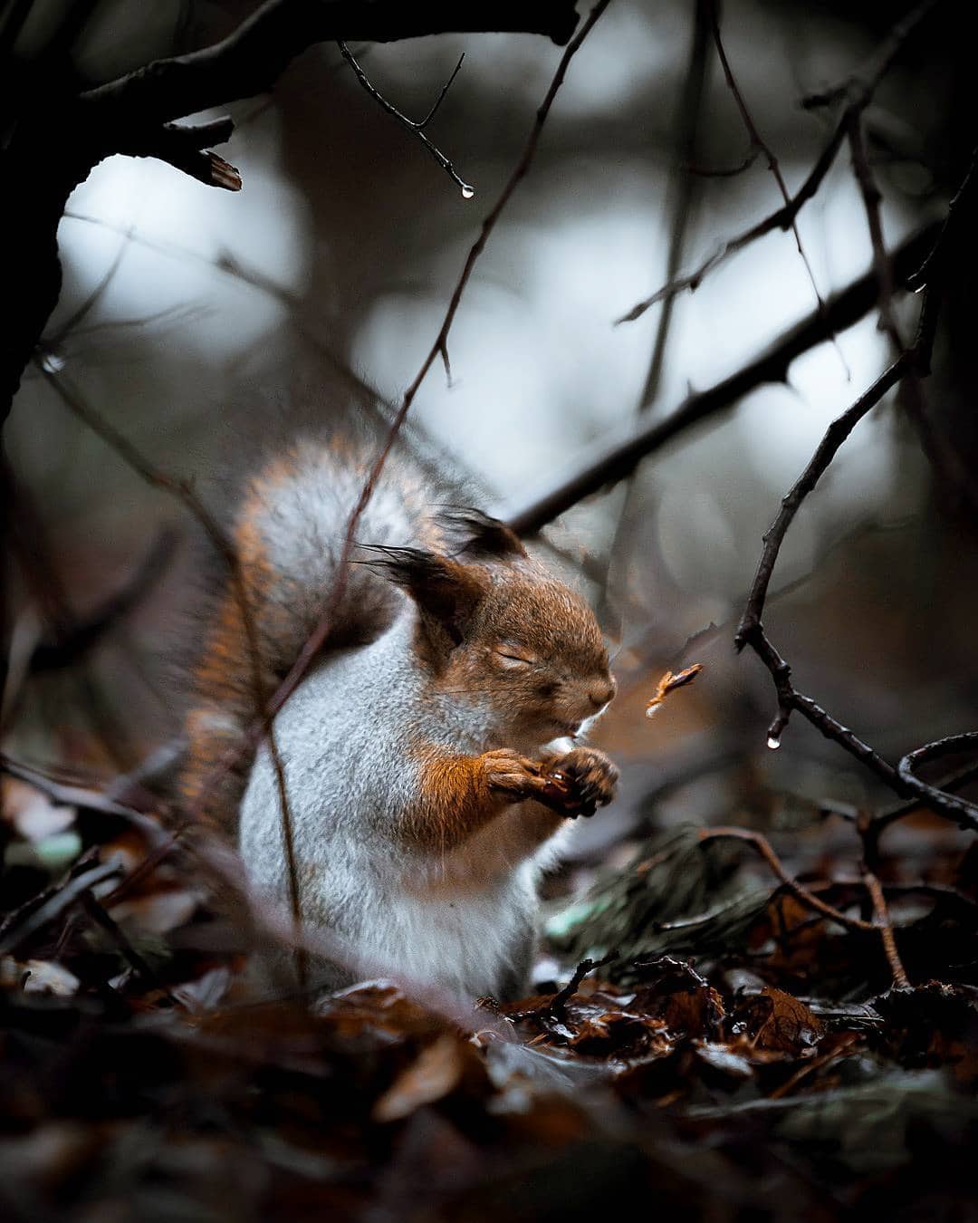 Photos Capture Finland’s Fairytale Forest Animals In The Wild