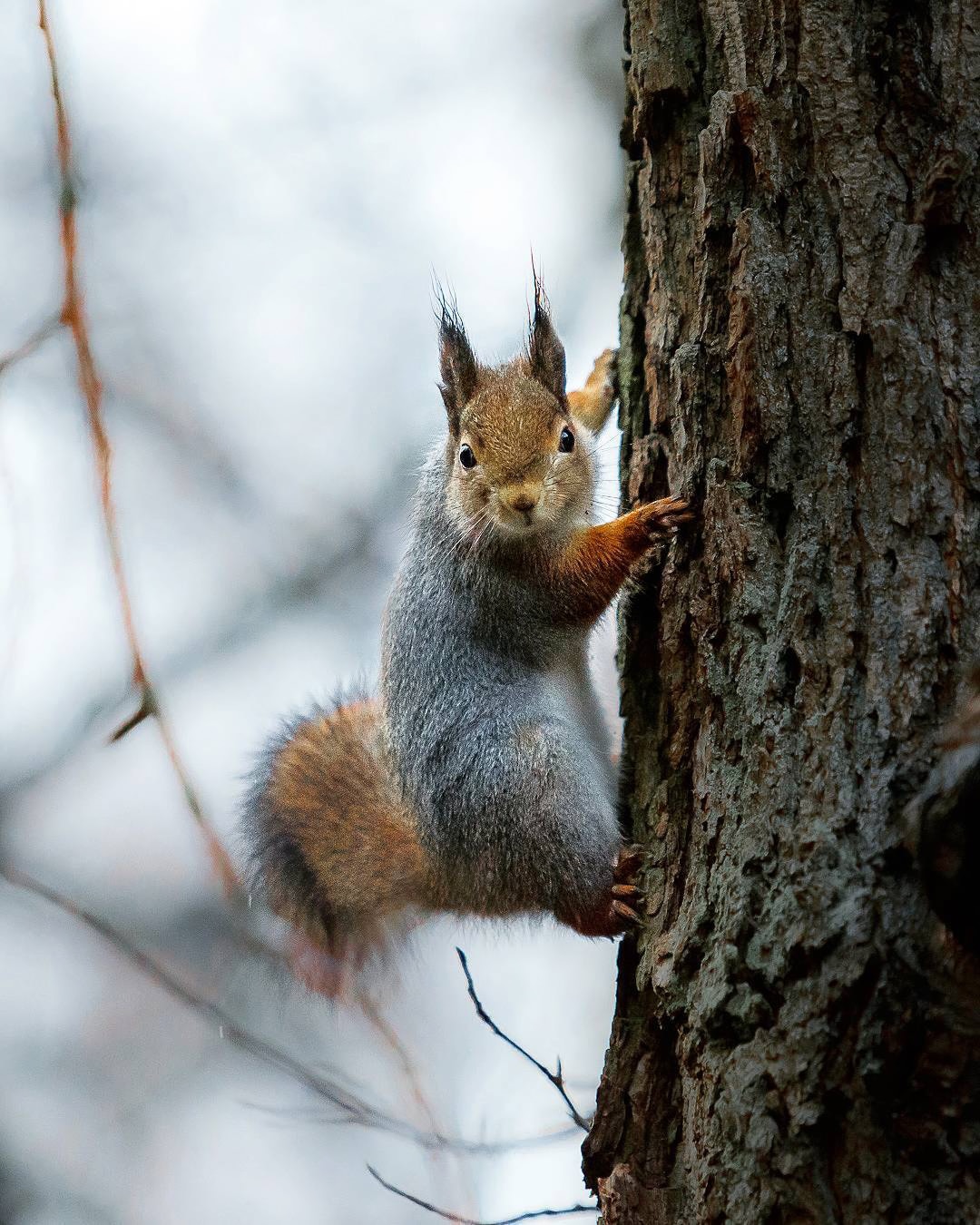Photos Capture Finland s Fairytale Forest Animals  in the Wild