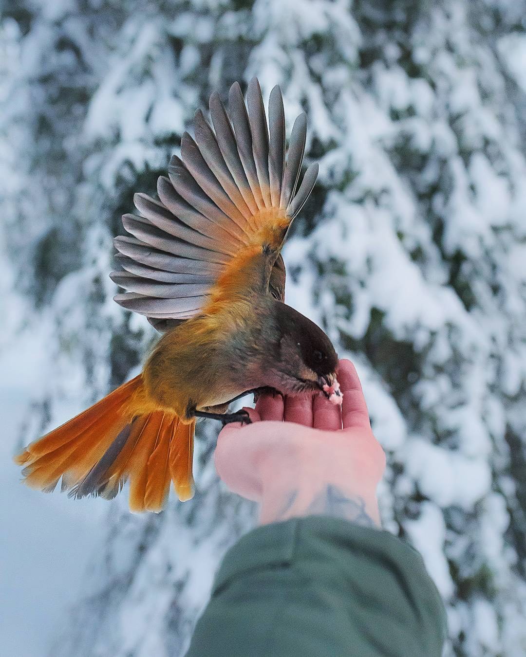 Photos Capture Finland’s Fairytale Forest Animals in the Wild