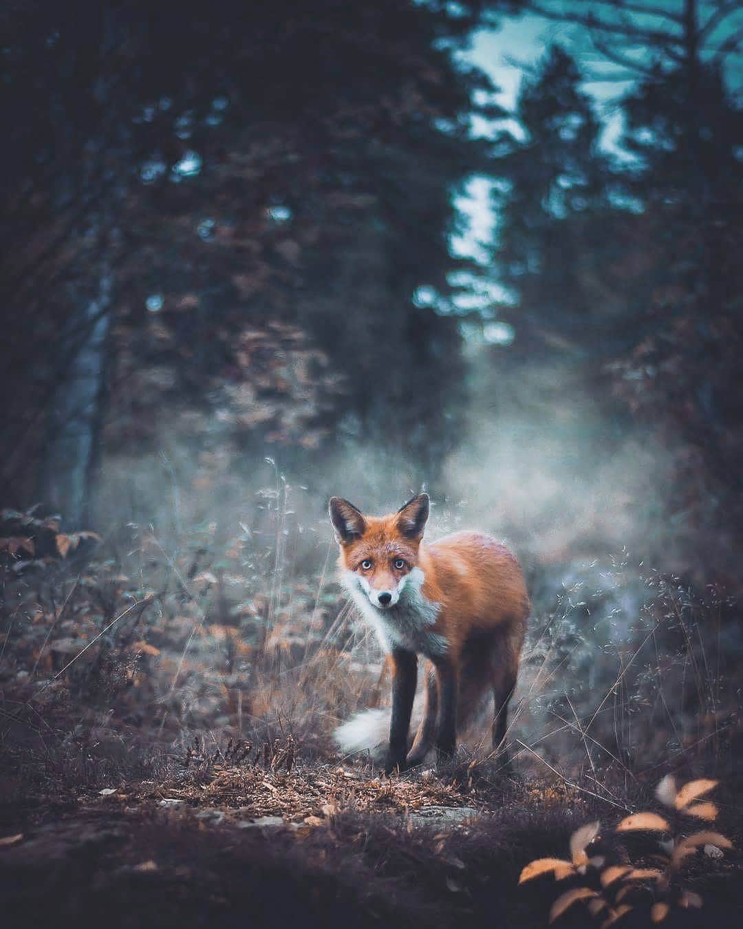 Photos of Forest Animals by Joachim Munter