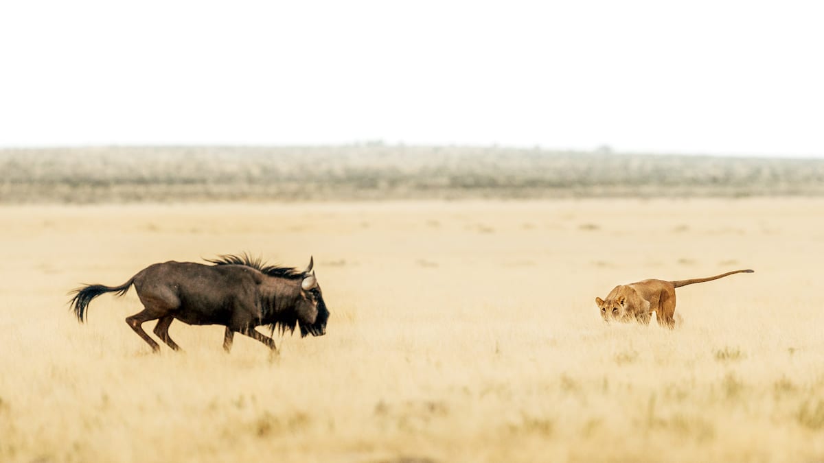 wildlife photography in africa by george turner