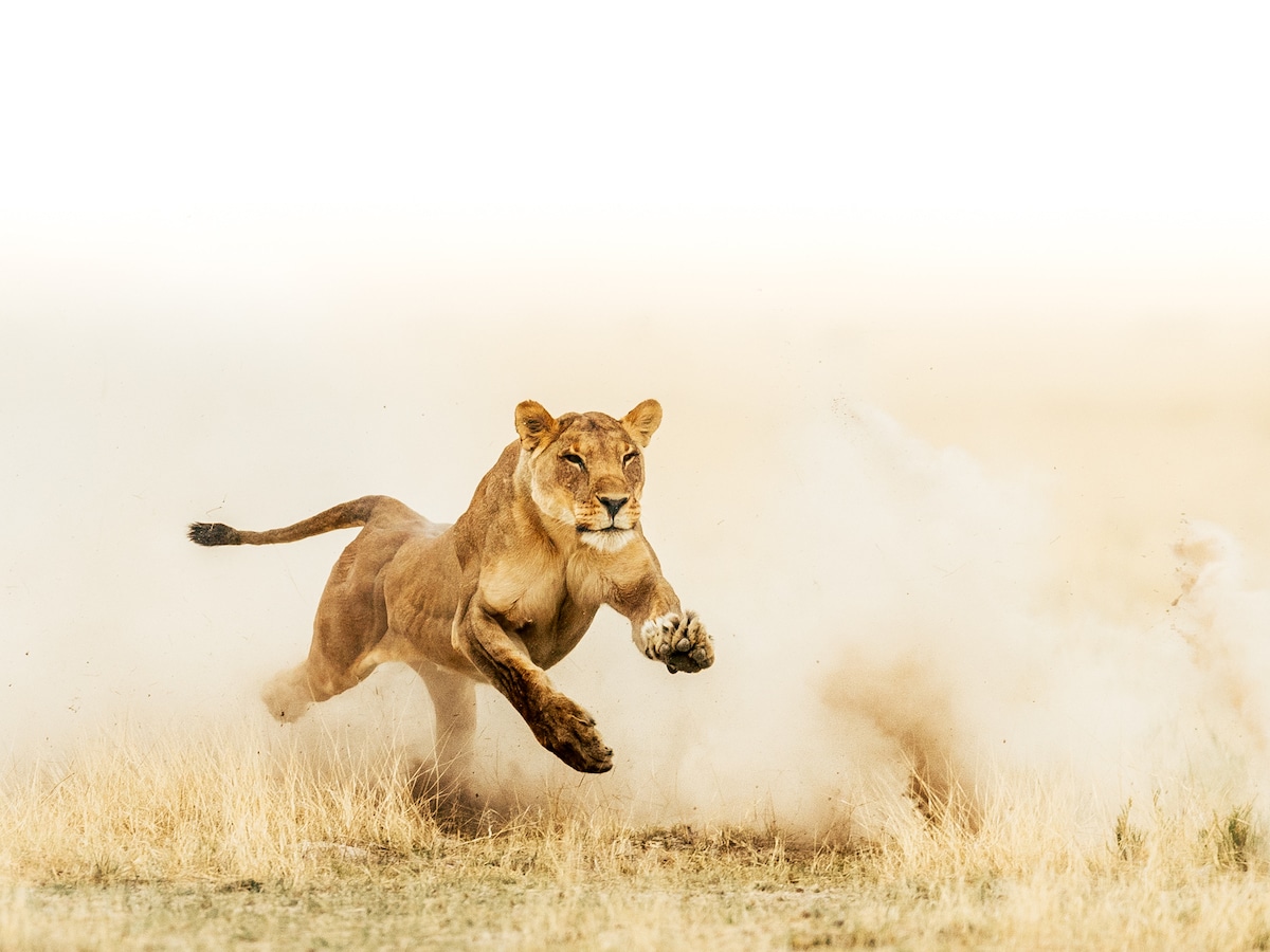 lioness hunting prey