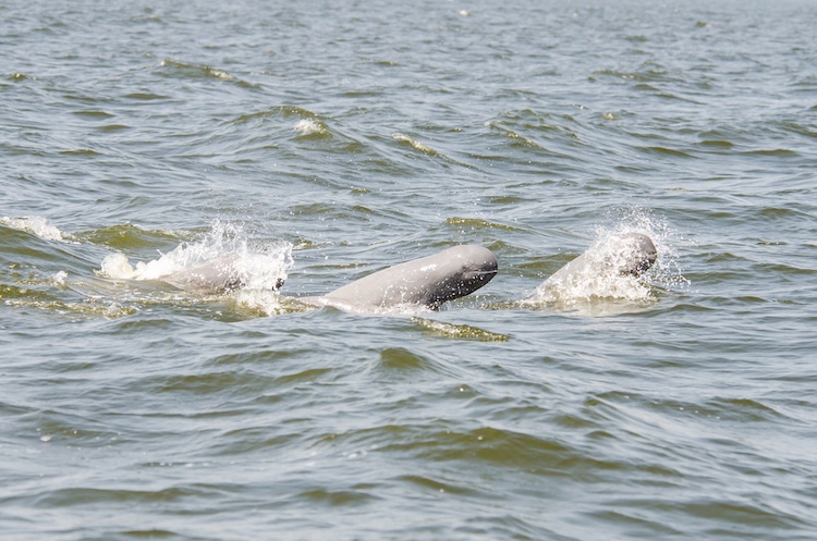 Irrawaddy dolphin