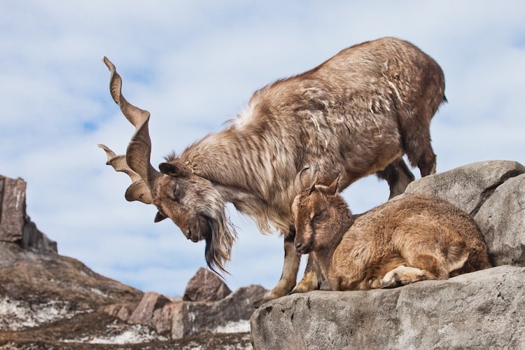 Markhur Mountain Goat