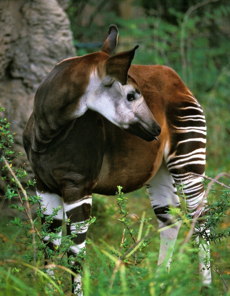 Okapi