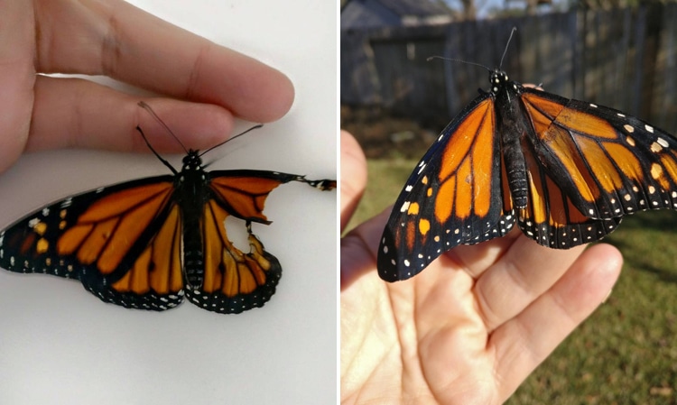 monarch butterfly wing