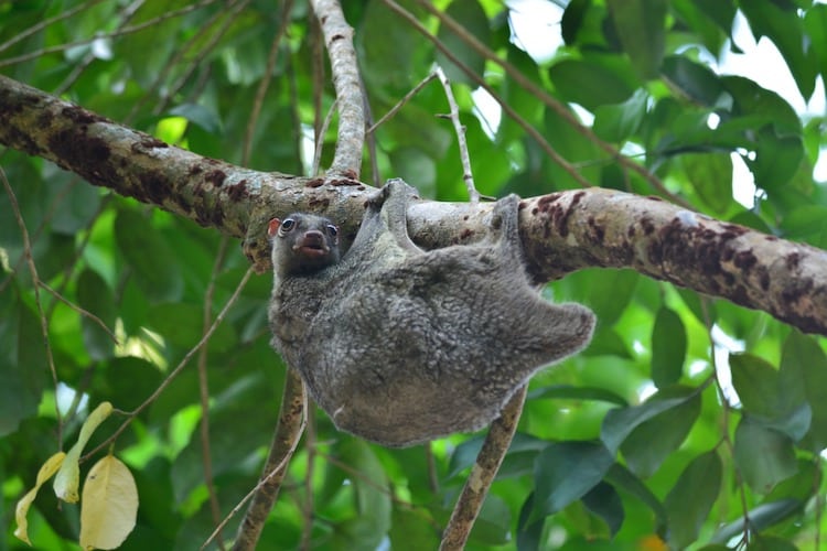 Sunda Flying Lemur Hanging from a Branch