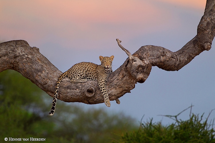 Hennie van Heerden Wildlife Photographer