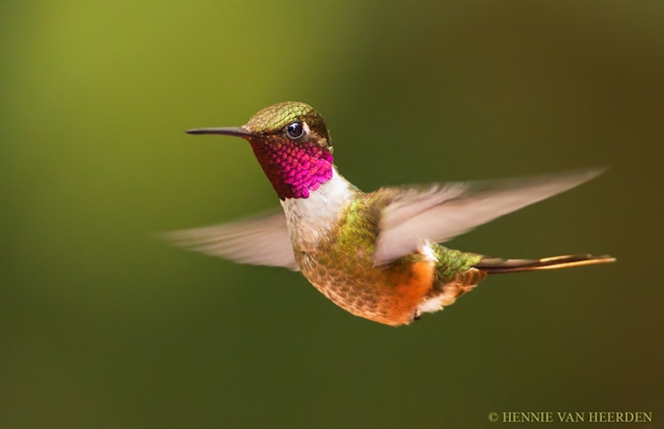 Hummingbird photograph by Hennie van Heerden