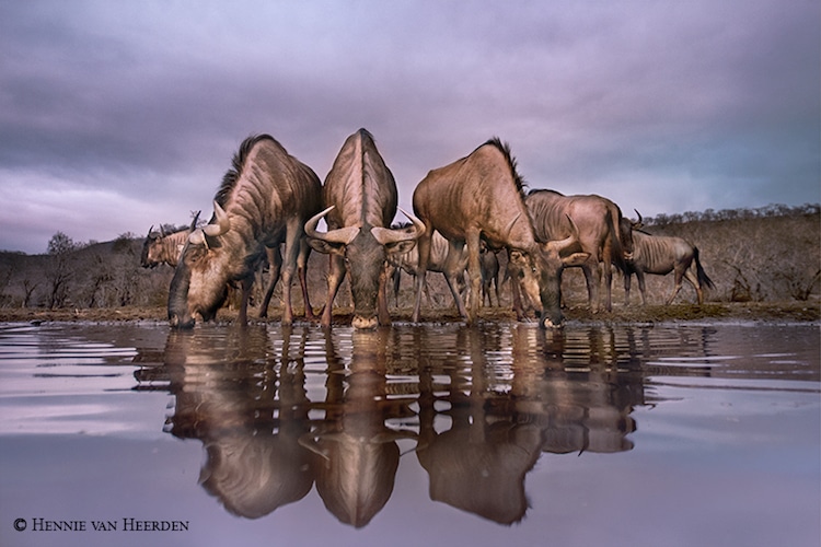 Wildlife Photography by Hennie van Heerden
