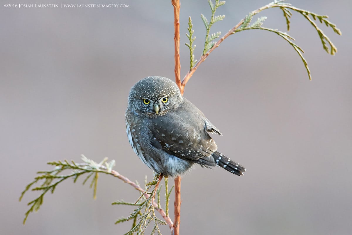 Josiah Launstein bird photography