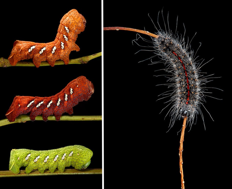 Photos of New England Caterpillars