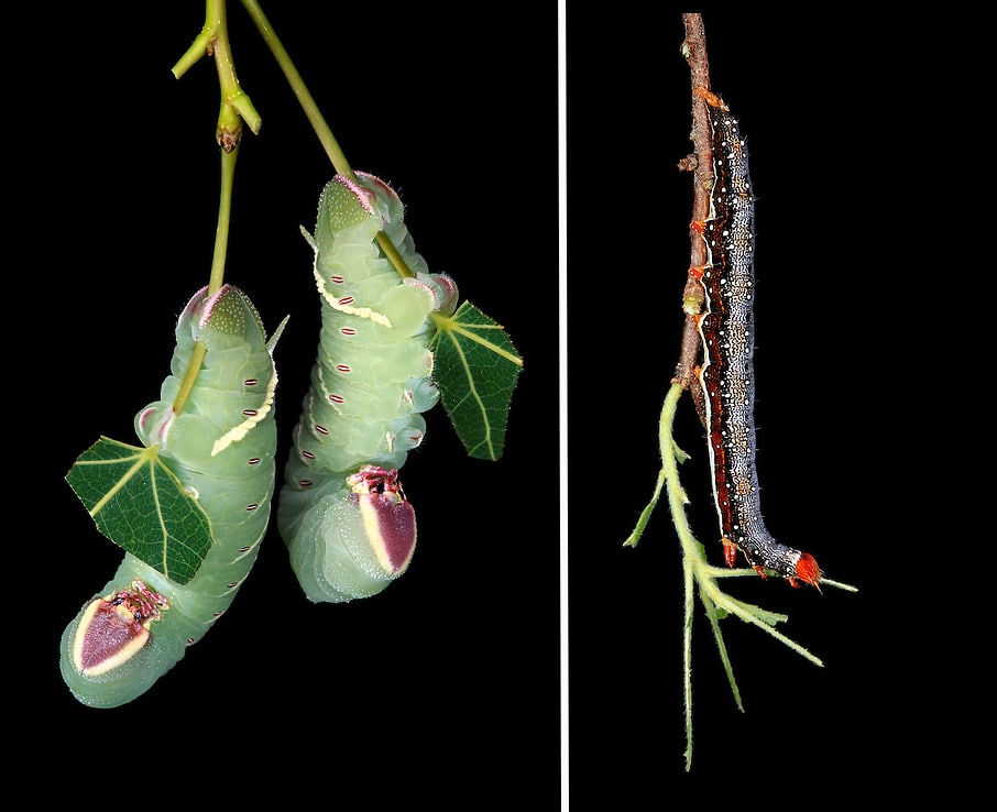 Photos of New England Caterpillars