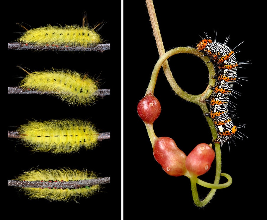 Caterpillar Species from New England