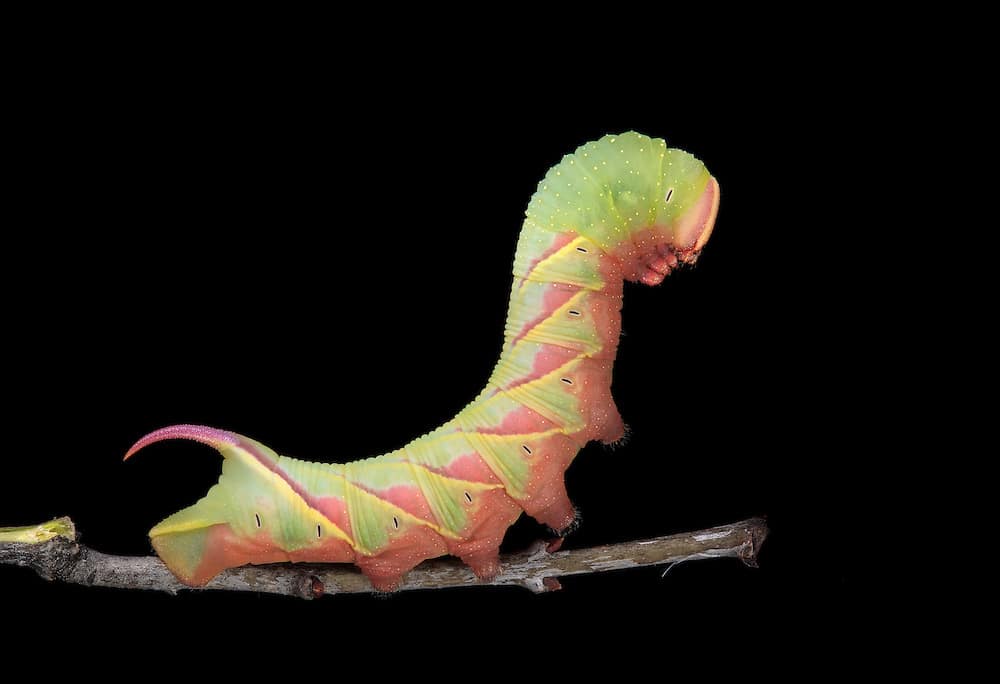 Great Ash Sphinx Caterpillar Photograph