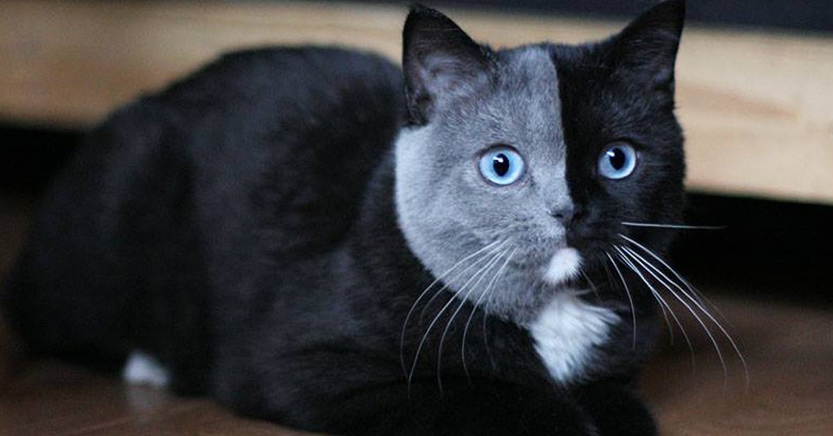 Two Faced Cat Named Narnia Has Purrfectly Two Toned Face