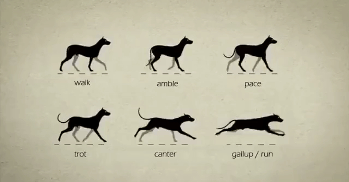 Learn About Animal Gaits With This Clever Animation
