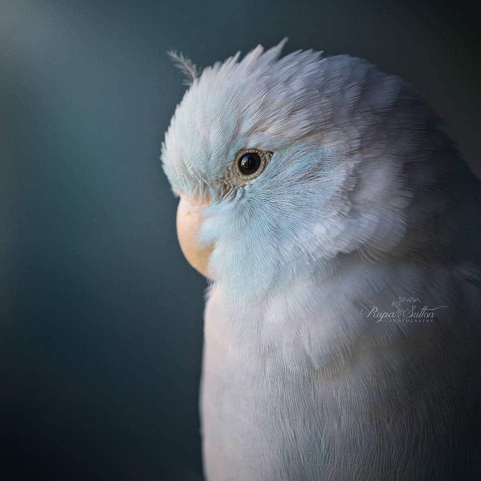 Photography of Birds by Rupa Sutton