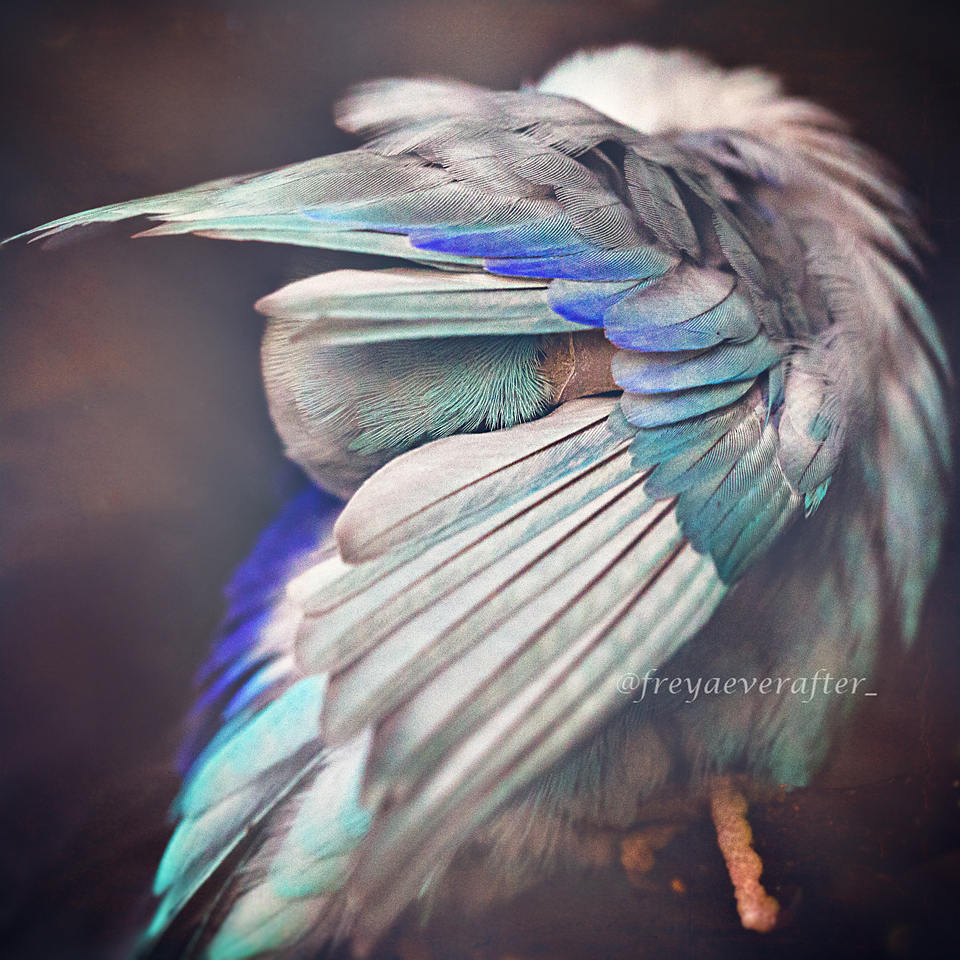 Photography of Birds by Rupa Sutton