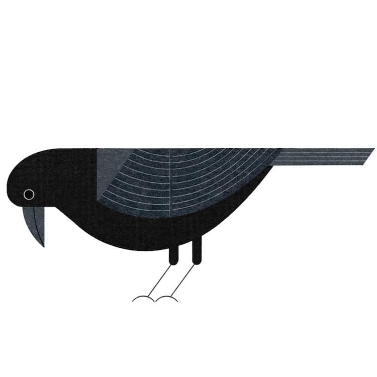 Illustrated Tokyo Bird Book by Ryo Takemasa